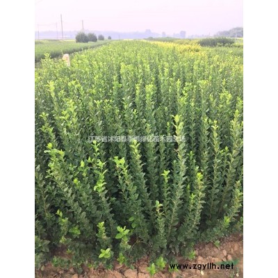 供應(yīng)紅王子錦帶、大葉女貞、小葉女貞、金葉女貞、瓜子黃楊紅葉小檗