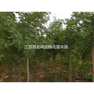 江蘇紅葉小檗球批發，江蘇紅葉小檗球基地直銷