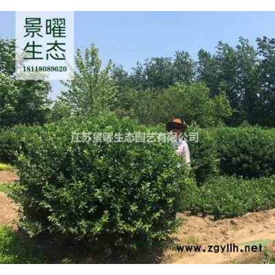 江蘇景曜生態苗木基地紅葉小檗、紫葉小檗圖片產地直銷/批發價格