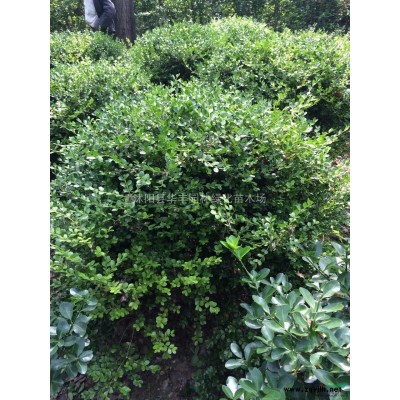 紅葉小檗，紅葉小檗價(jià)格，紅葉小檗供應(yīng)，江蘇紅葉小檗圖片