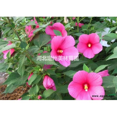 定州市明遠(yuǎn)苗圃場冠幅80公分100公分紅葉小檗球價格