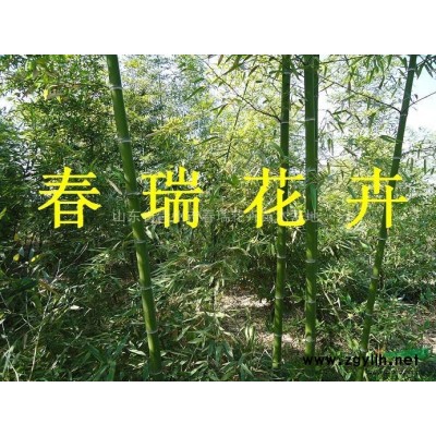 山東金葉女貞，紅葉小檗，龍柏，北海道黃楊，衛(wèi)矛，扶芳藤，冬青