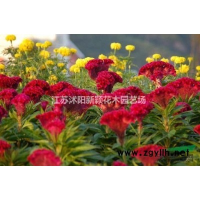 八仙花小杯 花葉梔子小杯 八角金盤(pán)小杯苗