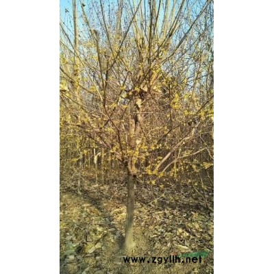 供應，7公分至10公分木槿5萬棵