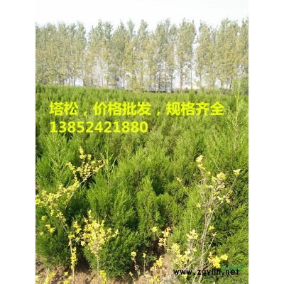 批發(fā)50公分紅王子錦帶價格，紅王子錦帶小苗價格，規(guī)格全