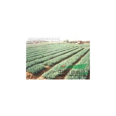 垂絲海棠/楓楊/紅楓/櫻花/紅葉石楠/紅梅/臘梅/木槿/紫玉