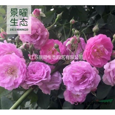 江蘇景曜生態苗木基地/供應金山繡線菊圖片/產地直銷/批發價格