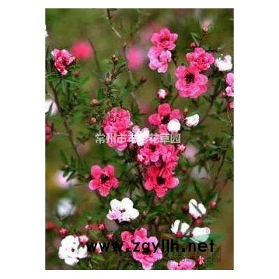 江蘇金山繡線菊批發/供應