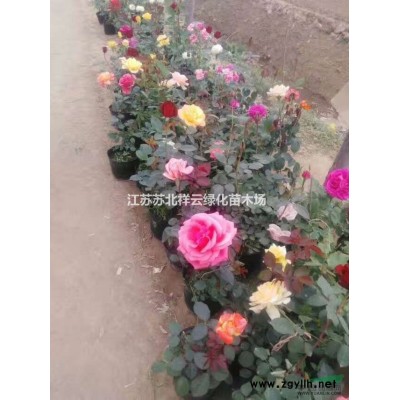 牡丹種子價格， 白芍藥種子價格，巨紫荊種子價格