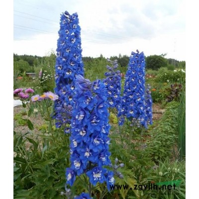 金葉蕕，金葉蕕價格，金葉蕕批發(fā)