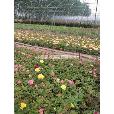 叢生紫荊花樹苗什么時候栽？