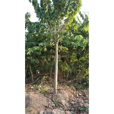 紅花紫荊行情報價/紅花紫荊圖片展示