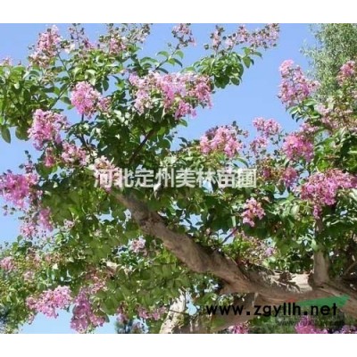 獨桿紫荊地徑4公分高度2.5米定州市明遠(yuǎn)苗圃場報價