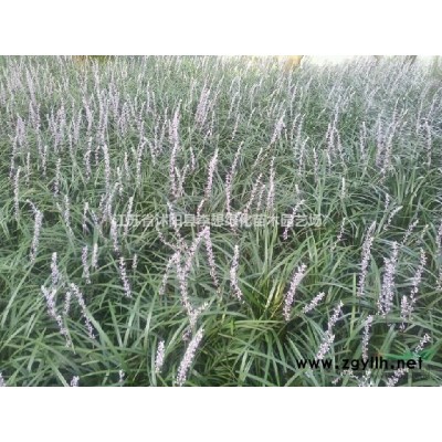 批發綠化苗木紅葉小檗高度30-60公分 紅葉小檗球