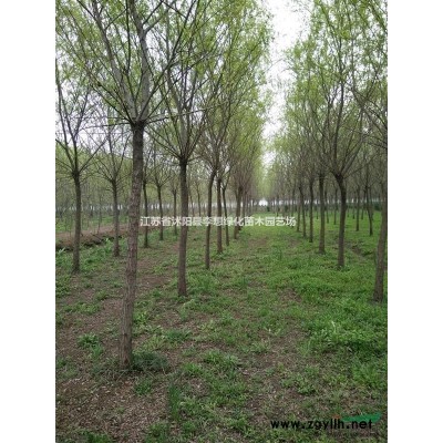 供應(yīng)紅葉小檗,紅王子錦帶.金葉女貞.小葉女貞.灑金柏.瓜子黃楊