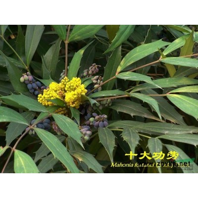 供應(yīng)紫葉小檗， 紅葉小檗