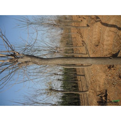 山東紅葉小檗，泰安紅葉小檗山東泰安本昌櫻花苗木基地供應