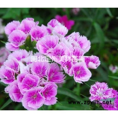 紅葉小檗高度50公分冠幅25公分一平方米種多少棵