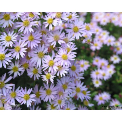 山東金葉女貞，山東紅葉小檗，山東馬蘭