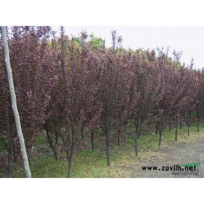 山東紅葉小檗供應/山東紅葉小檗圖片