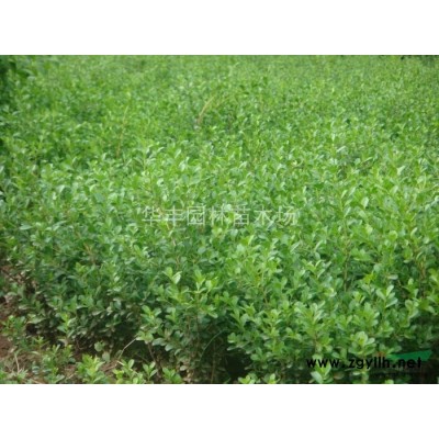 紅王子錦帶花，紅王子錦帶價(jià)格，紅王子錦帶花供應(yīng)