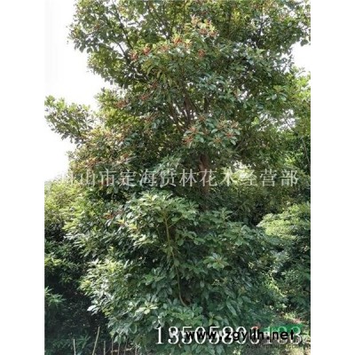 海濱木槿 海濱木槿基地 海濱木槿供應(yīng) 海濱木槿價(jià)格