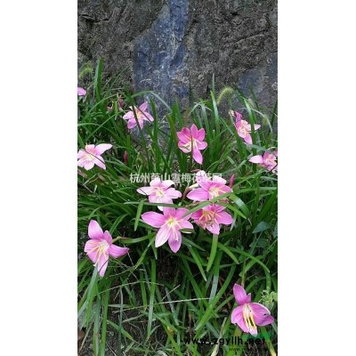 金山繡線菊 量大質優