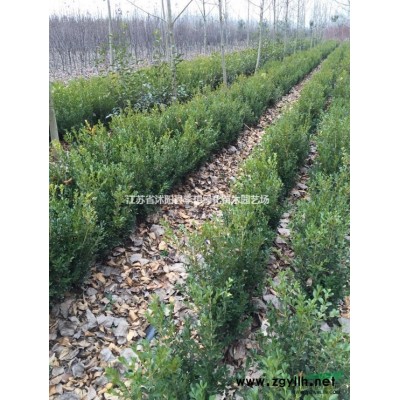 供應繡線菊 金山繡線菊、金焰繡線菊，紅花繡線菊