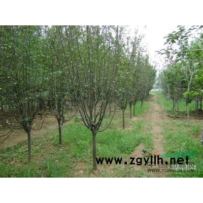 繡線菊，金山繡線菊，金焰繡線菊，河北繡線菊，