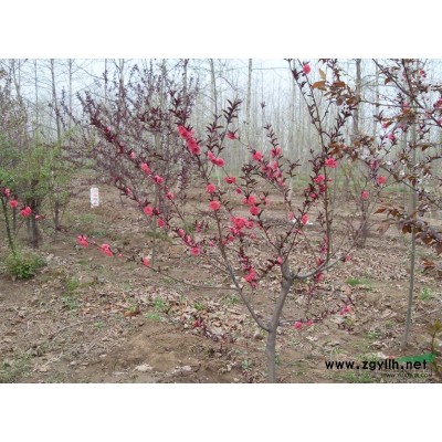 山東木槿*新價格/山東木槿報價