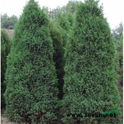 木槿報價/河南木槿報價