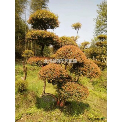 廣西宮粉紫荊基地（12-15公分宮粉紫荊）