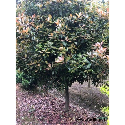 求購(gòu)11公分宮粉紫荊袋苗