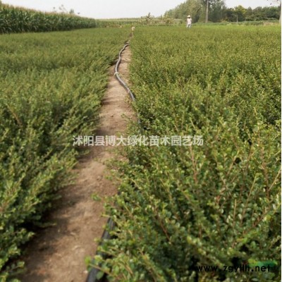 40公分紅葉小檗低價(jià)批發(fā)供應(yīng)，紅葉小檗價(jià)格