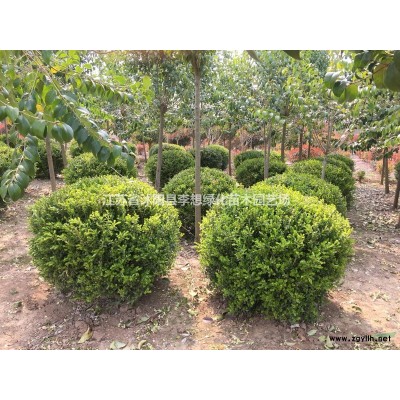 批發優質紅葉小檗苗 紅葉小檗球