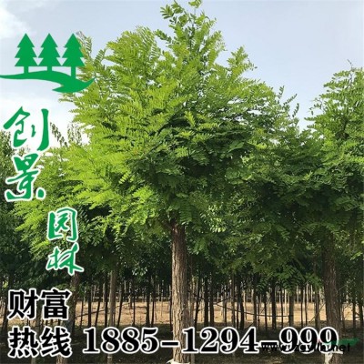 當(dāng)季優(yōu)質(zhì)紅葉小檗_大量批發(fā)_產(chǎn)地直銷_地被灌木