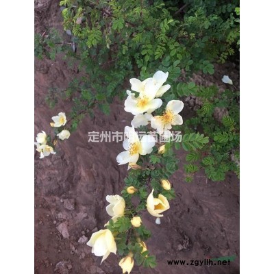 紅葉小檗 紫葉小檗 紅葉小檗價格 河北紅葉小檗 紫葉小檗小苗