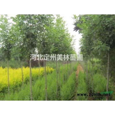 紅葉小檗球價格 河北定州紫葉小檗球60-120cm價格