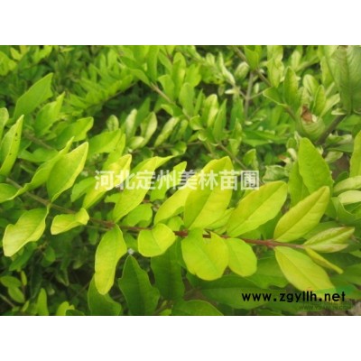 膠東衛矛球 小葉黃楊球 紅葉小檗球 數量大價格低