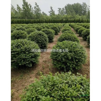 八仙花 沭陽常年優(yōu)質(zhì)八仙花 低價(jià)出售 苗圃直供