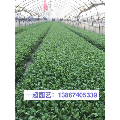 銀邊八仙花 精品銀邊八仙花價格 八仙花基地行情