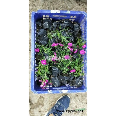 供應(yīng)宿根扁擔(dān)花，八仙花，常綠萱草