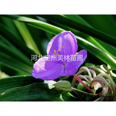 紅王子錦帶高度1.5米冠幅1米10分枝以上市場行情