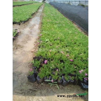 【紅花木槿】【叢生紫荊】江蘇常州產(chǎn)地種植，基地*新報價