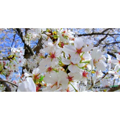 泰安紫葉李，泰安6公分7公分8公分9公分10公分紫葉李紅葉李