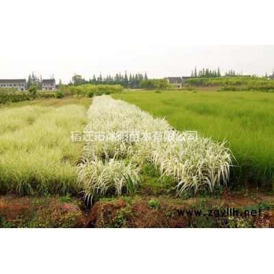 金山繡線菊圖片-金山繡線菊價格-綠化苗木基地產地直銷