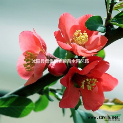 金山繡線(xiàn)菊、金焰繡線(xiàn)菊、江蘇繡線(xiàn)菊