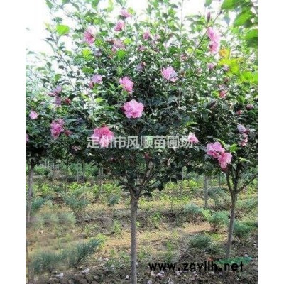 河北金山繡線菊 金山繡線菊基地 金山繡線菊價格