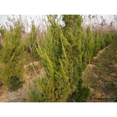 泰安柿子樹/泰安香花槐/泰木槿/銀杏/國槐/法桐/蜀儈/