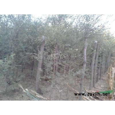 山東3-5木槿介紹